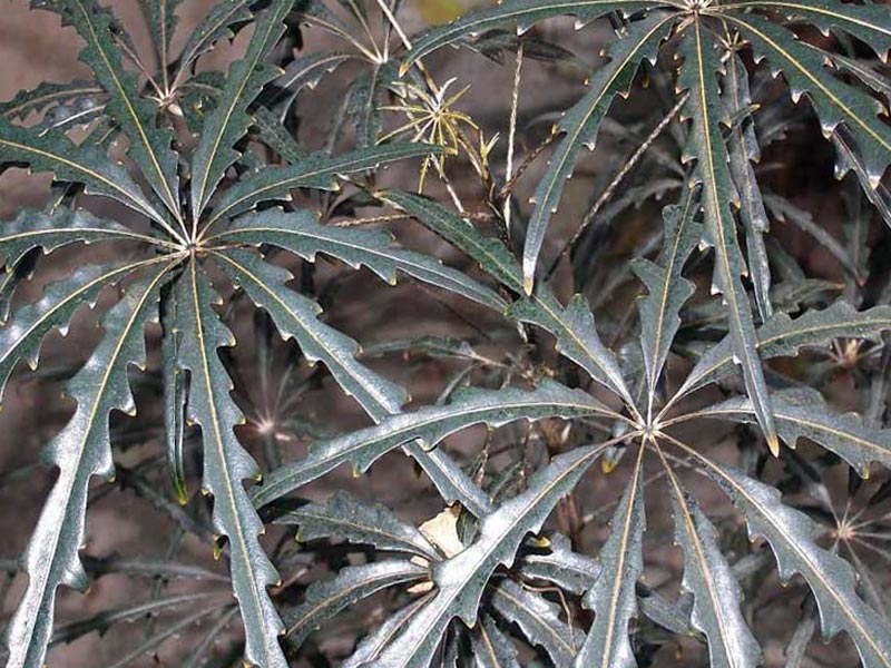 დიზიგოტეკა