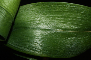 პრობლემები ფოთლებზე და მათი მკურნალობა