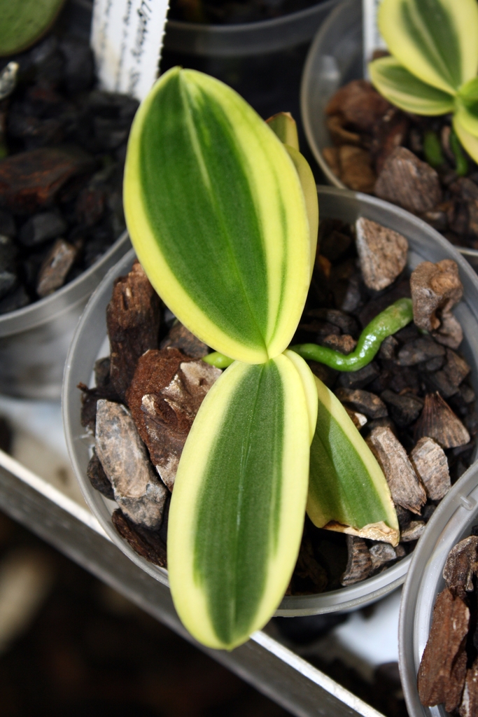 ფოთლების მარმარილოსებრი შეფერილობა