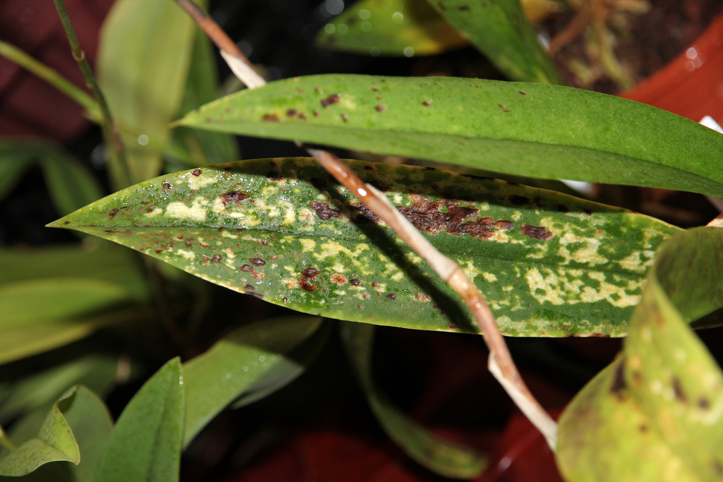 ორქიდეებზე ვირუსული ინფექცია