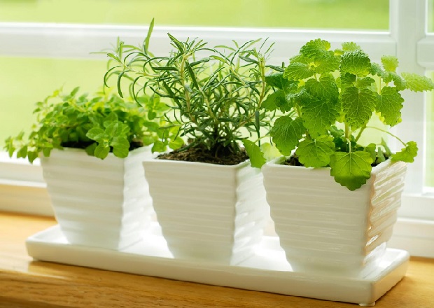 მცენარეები სამზარეულოსთვის