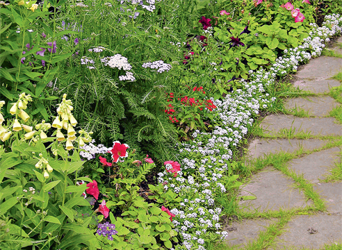 ლობულარიას ჩითილების გამოყვანის მასტერ-კლასი