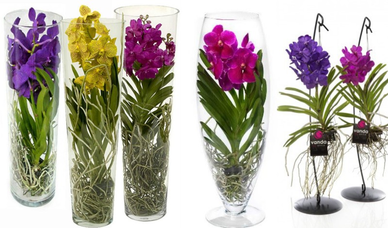 ორქიდეა ვანდა. მოვლა სახლის პირობებში.