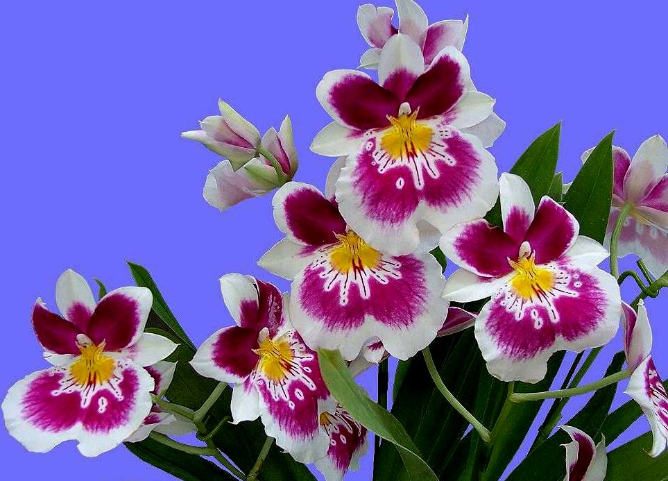 ორქიდეა მილტონია