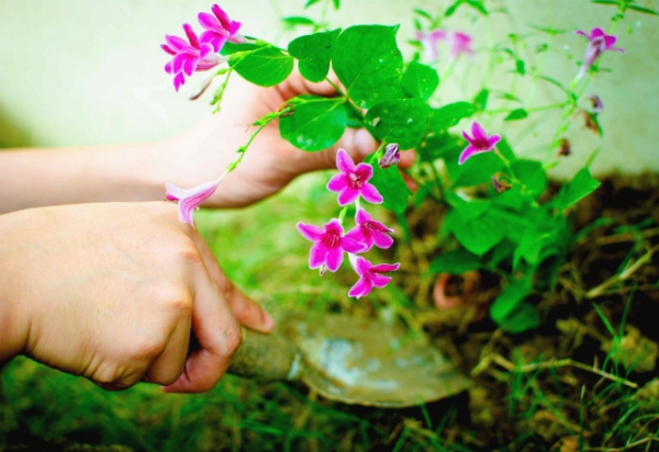 საფუარი - სასარგებლო და ადვილად მოსამზადებელი საკვები მცენარეებისთვის