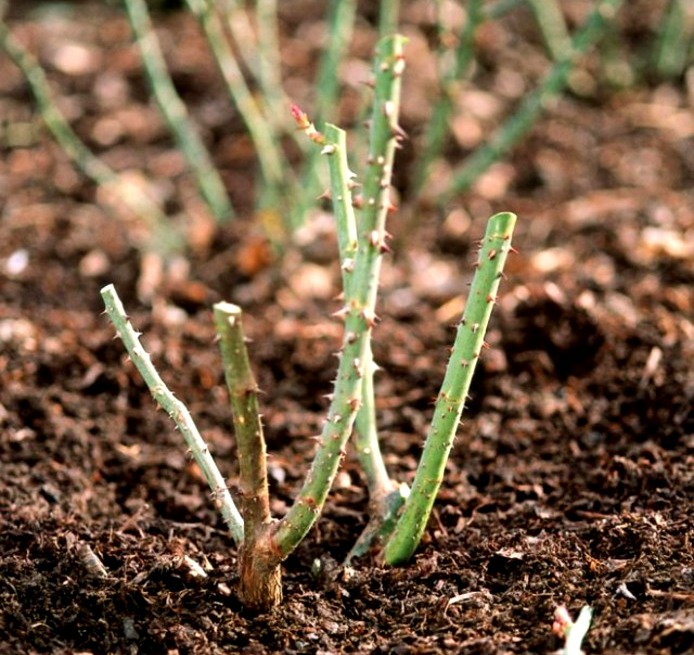 ვარდის სწორად გასხვლა