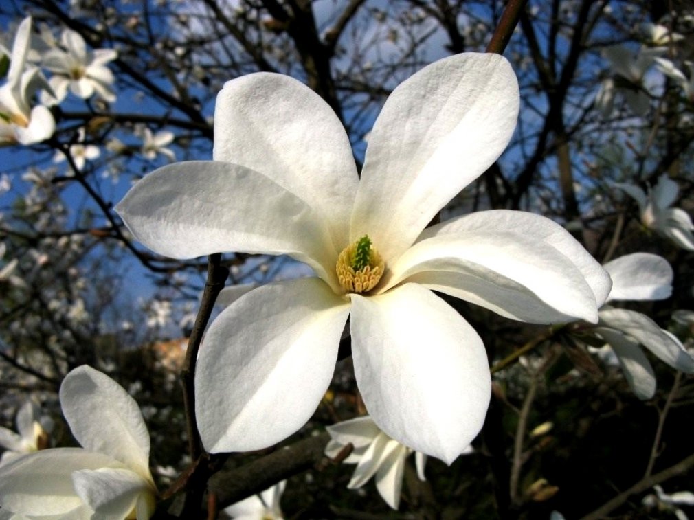 მაგნოლია