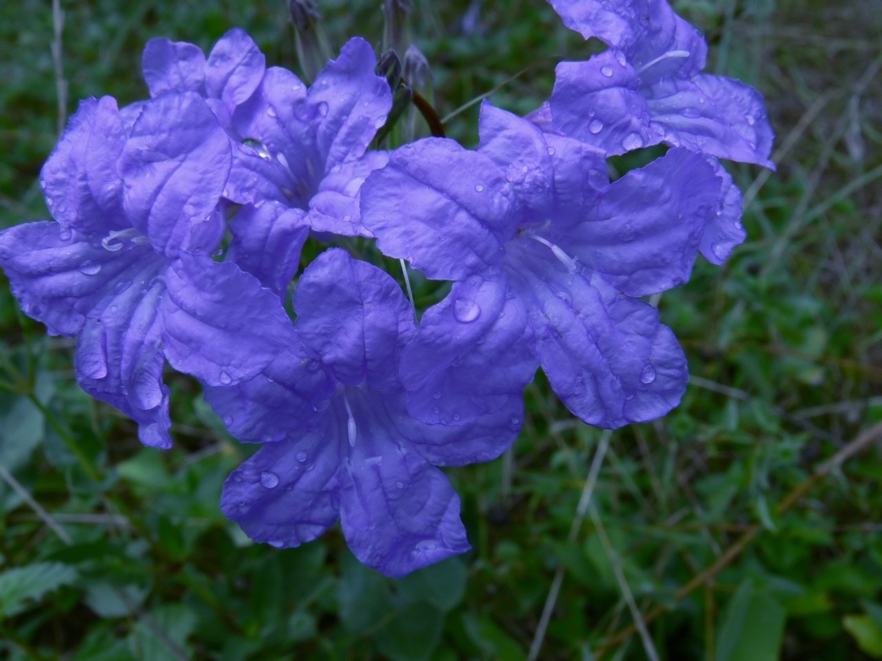 რუელია სახლში ულამაზესი მცენარეა