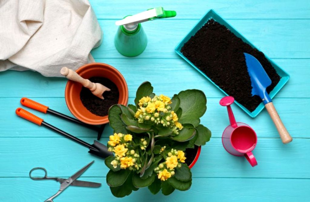 რატომ შრება ქოთანში მიწა სწრაფად