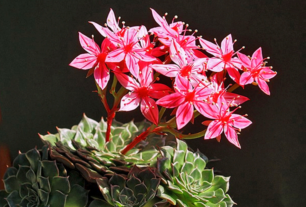 გრაფტოპეტალუმი სუკულენტების სახითაა წარმოდგენილი