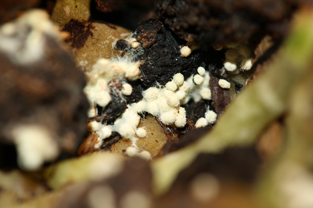 Белая плесень вид. Плесневые грибы в почве. Белый грибок на земле. Грибок на почве комнатных растений. Грибок в цветочных горшках.